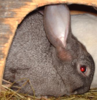 B�b� lapin G�ant des Flandres